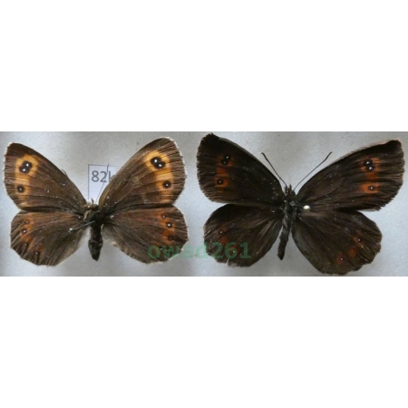 Erebia aethiops (Esper, 1777) pair Górówka medea Czech82k